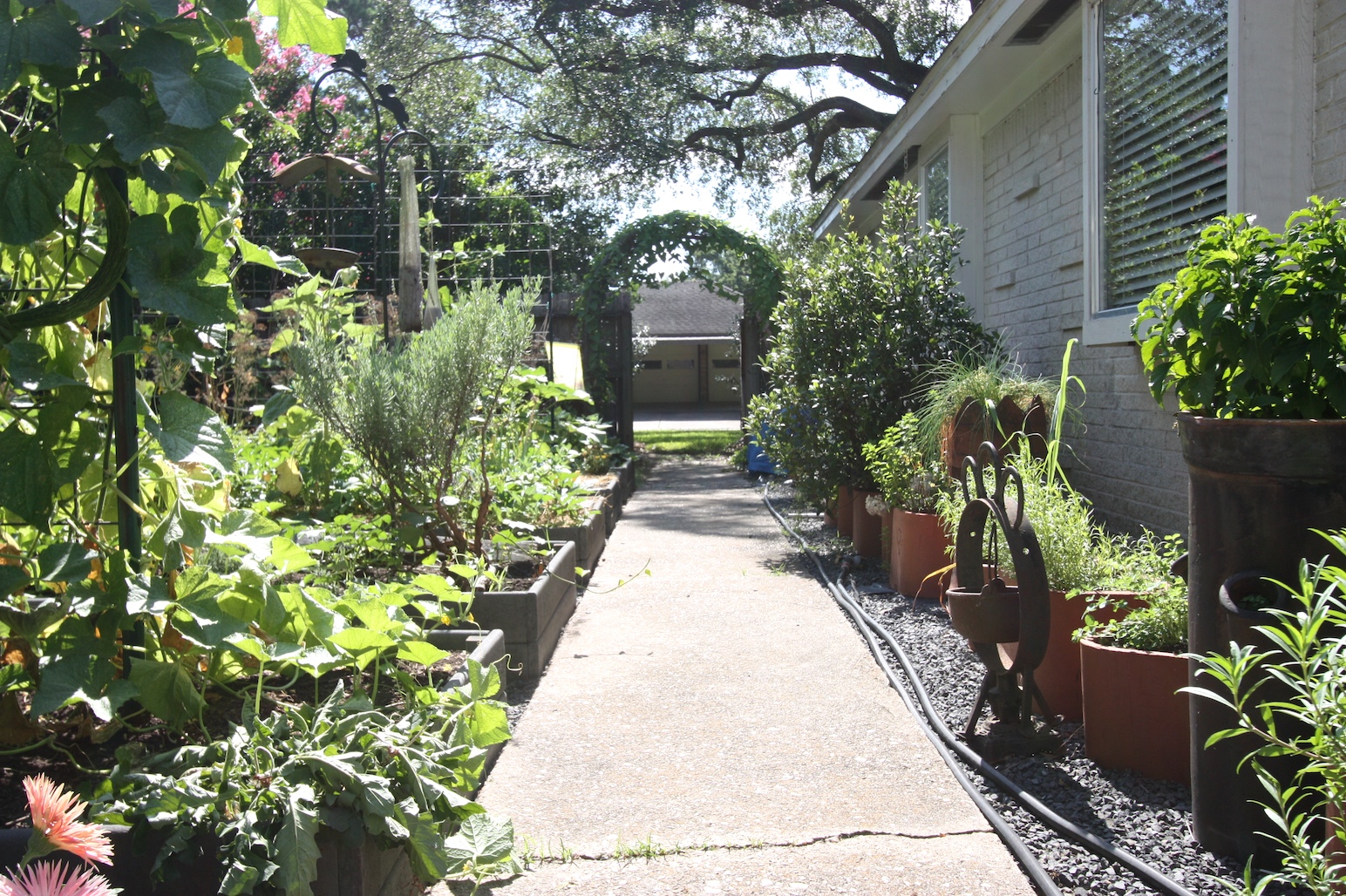 Best Vegetable Varieties for Container Gardening - Grit, image size:1544x1028